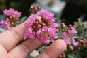 かわいい百日紅鉢植えサルスベリ ピンク 信楽鉢植え 開花は7月~8月頃 ミニ盆栽 さるすべり鉢植え