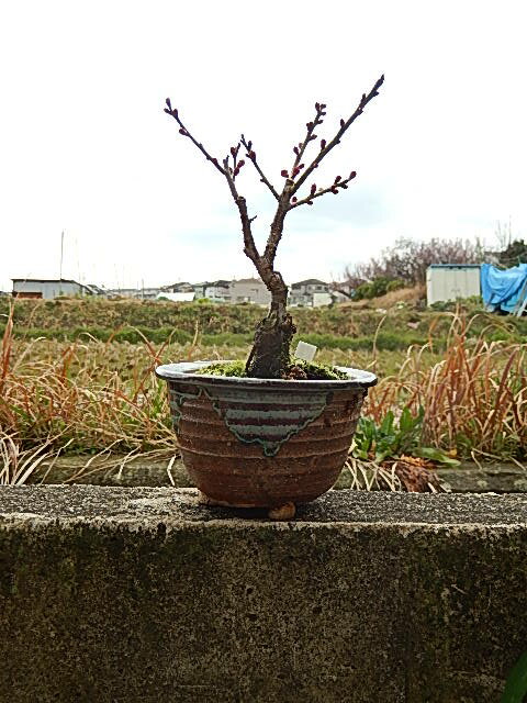 内裏梅盆栽梅梅盆栽ミニ梅の盆栽...:minibonsai:10008968