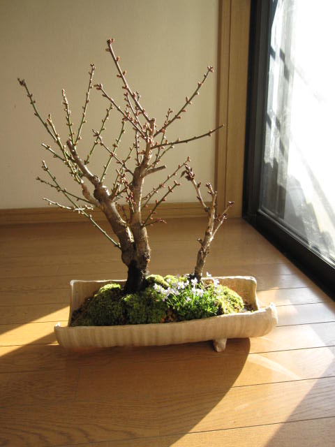 紅白福寿桜盆栽：ヒナ草寄せ植え寄せ植え盆栽信楽鉢入り　　　送料無料