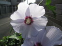 ムクゲ ブルーバード鉢植え 信楽焼 2020年開花
