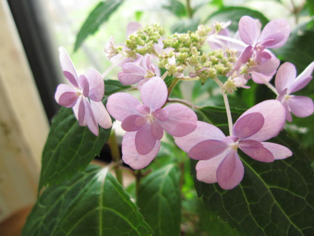 剣の舞　アジサイ 大苗　2012年お庭を彩る　お花に紫陽花を