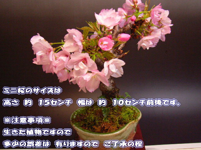 【盆栽】　桜　　サクラ桜　二人でお花見セット 信楽ペアーセット