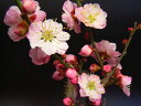 梅盆栽:ピンク八重玄関　出窓　リビングミニサイズなので置き場に困らない手作り　信楽鉢入り