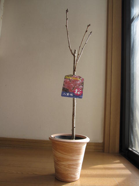 盆栽 【鉢植テラコッタ鉢】 【桜】　日本の名花 八重桜
