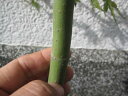 紅葉といえばイロハモミジ苗もみじ もみじ 【もみじ苗】 【庭木】【紅葉】 高さ 約1.5M
