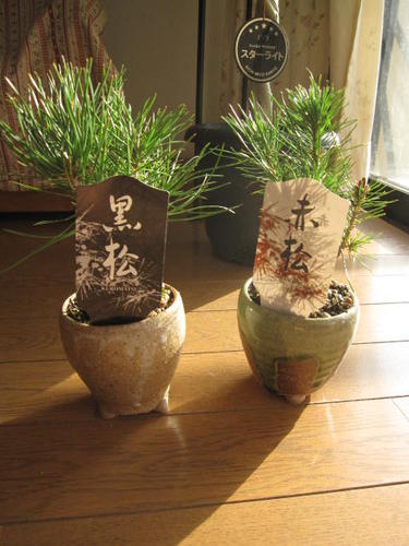 2012年ミニ盆栽：赤松 と黒松セット盆栽 　信楽鉢入りボンサイ可愛い赤松と黒松セットミニ盆栽仕立です。