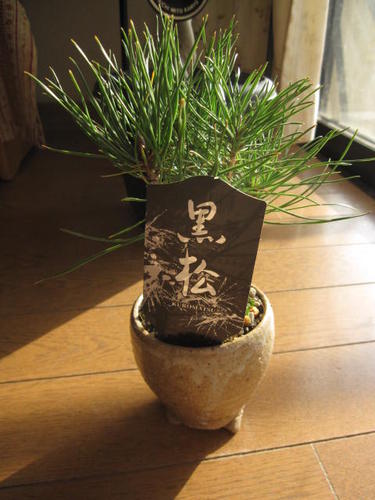 ミニ盆栽：黒松 【盆栽】 　信楽鉢入りボンサイ...:minibonsai:10007354