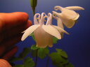 白花ミヤマオダマキ 【山野草】