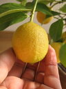 育てるれもんの木レモンの木で　　天然レモンパックで　美肌になるかも　　　プレゼントに最適　レモンの木