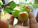 鉢植りんご　【長寿紅りんご】【長寿りんご】【送料無料】