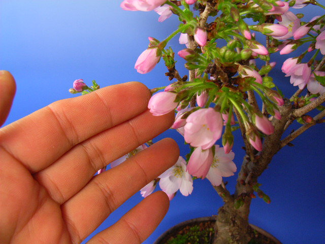 2012年春開花盆栽御殿場桜盆栽桜満開ギフトちなみに海外でも　BONSAI ボンサイと言います。御殿場桜で　お花見　一重のピンクが　かわいいです。