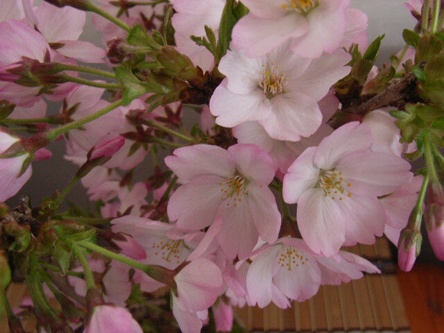 桜の苗【御殿場桜】 【庭木】　　 2012年　四月開花苗　御殿場桜　　高さは　約1mです。かわいい一重のピンク色の花で　人気のナンバー1の　御殿場桜　庭木用