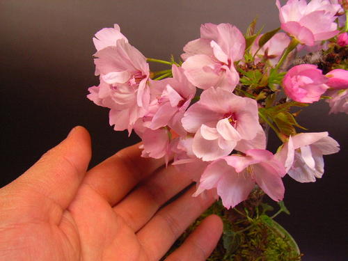 盆栽：旭山　二本桜 【送料無料】【2012年　春に　開花します。】