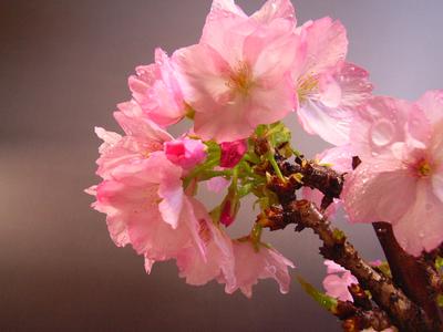 桜盆栽　春に自宅で八重の桜が楽しめます　2019年4月中頃開花の桜盆栽となります。