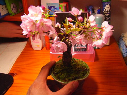 パッと咲くサクラ盆栽：桜　旭山 2012年毎日の水だけで　四月に開花　開花しなかったら返金保証サクラ盆栽