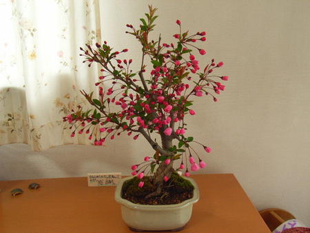 2012年　四月に開花桜盆栽　盆栽：花海棠桜 桜の花が下向きに　かわいく咲きます。