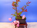 盆栽：スイシ海棠桜
