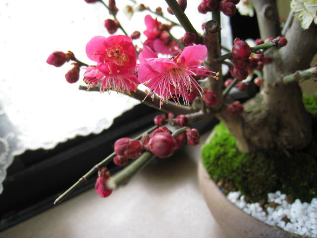 2012年3月頃開花予定梅の開花今年の開花は少し遅めです。 梅盆栽 【盆栽】信楽焼き入り紅白梅盆栽花も綺麗ですがやっばり　梅の甘い天然の香りが最高です。開花予定　二月中頃〜 めでたい　紅白梅盆栽