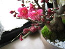 2012年3月頃開花予定梅の開花今年の開花は少し遅めです。 梅盆栽 【盆栽】信楽焼き入り紅白梅盆栽