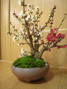 2012年3月初頃開花予定梅の開花今年の開花は少し遅めです。　 【盆栽】信楽焼き入り紅白梅盆栽