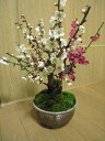 2012年3月中頃開花予定梅の開花今年の開花は少し遅めです。 　梅盆栽 【盆栽】信楽焼き入り紅白梅盆栽