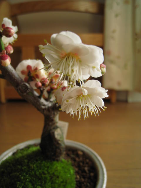 盆栽: 玉牡丹梅ミニ梅の盆栽八重咲き白梅梅盆栽手作り　信楽鉢入り