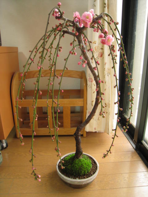 盆栽: しだれ梅盆栽2012年3月中頃開花予定送料無料