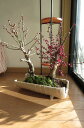 2019年2月頃開花梅盆栽の贈り物盆栽: 白梅盆栽梅盆栽の開花の梅花も香りもすばらしいです。玄関を彩る梅の花梅の香りの贈り物手作り 信楽鉢入りお祝い紅白梅寄せ植え盆栽紅白寄せ植え梅盆栽