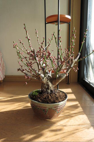 2012年3月中頃頃開花予定盆栽: 白梅盆栽梅盆栽　開花の梅花も香りもすばらしいです。　　ちなみに海外でも　BONSAI ボンサイと言います。　玄関を彩る梅の花　　白梅
