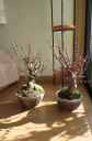 2012年3月頃開花予定紅と白梅 盆栽紅梅と白梅　　　　二鉢でお買い得