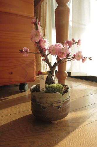 内裏梅盆栽梅梅盆栽ミニ梅の盆栽...:minibonsai:10008086