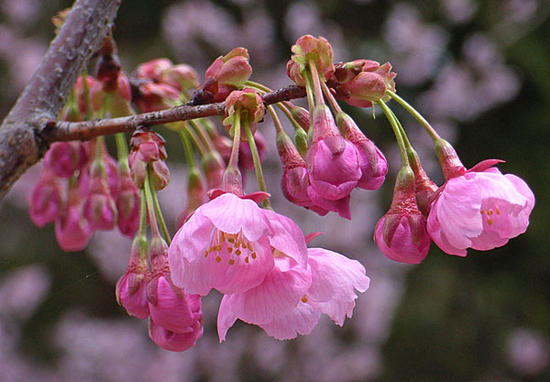 桜陽光桜桜鉢植贈り物に桜