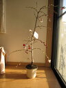 【鉢植】 【源平しだれ桃 】【桃】 桃の花紅白に