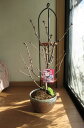 2012年綺麗な　桜を見る南殿桜 八重咲きの　ピンクの花の　南殿桜海外でも　BONSAI ボンサイと言います。　
