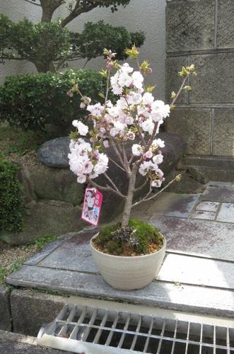 2012年4月15日　開花綺麗な　桜を見る南殿桜 八重咲きの　ピンクの花の　南殿桜海外でも　BONSAI ボンサイと言います。　