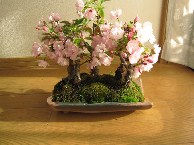 2012年お花見桜盆栽：桜並木桜盆栽海外でも　BONSAUIボンサイといいます。桜盆栽信楽鉢入り　送料無料
