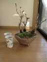 盆栽：桜の盛り合わせ　：【送料無料】お花見乾杯二人盆栽雲海海外でも　BONSAI ボンサイと言います。　