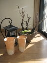 盆栽：桜の盛り合わせ：【送料無料】　夜桜炎彩フルセット桜盆栽