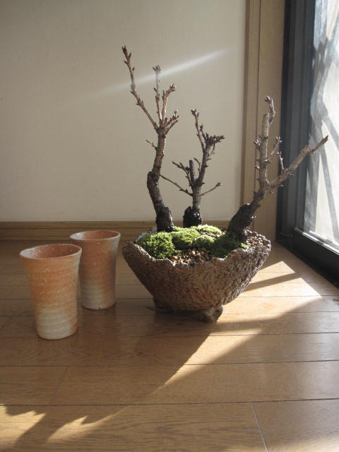 盆栽：桜の盛り合わせ　：【送料無料】お花見乾杯二人盆栽炎彩