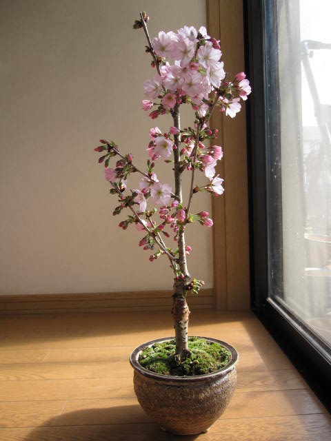 盆栽：御殿場桜 【桜満開】　　桜盆栽