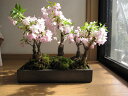 2012年お花見サクラ盆栽：桜並木桜盆栽ギフト桜盆栽信楽鉢入り　送料無料でお届けいたします。