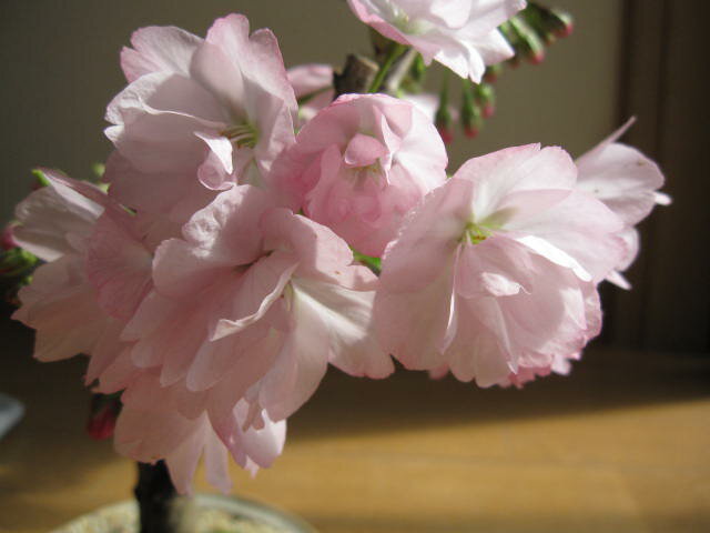 2012年お花見サクラ盆栽：桜並木桜盆栽海外でも　BONSAUIボンサイといいます。お祝い桜盆栽信楽鉢入り　父の日盆栽送料無料