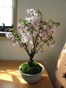 2023年4月お花見ができる桜盆栽御殿場桜盆栽 【桜盆栽】 自宅でお花見をして 楽しむサクラです