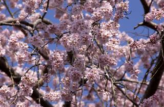 桜の苗【吉野しだれ桜】しだれ桜　桜苗