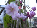 2019年4月頃開花の苗桜の苗【仙台しだれ桜】花芽