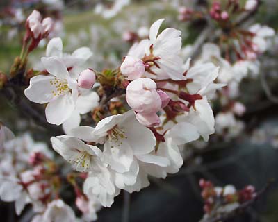 2012年は桜を植樹　桜の苗　【染井吉野桜】染井吉野が桜では　ダントツの人気の桜