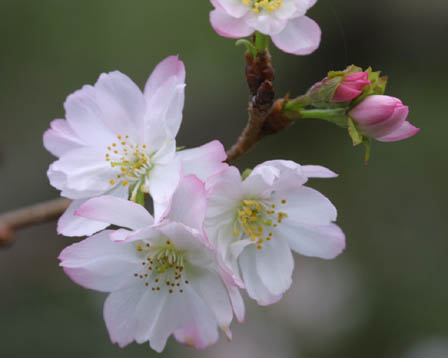 桜の苗【十月桜】　桜庭木　家の庭や玄関に　桜で景色をより美しく　 小さな　美化運動は　桜を育てること