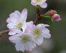 桜の苗【十月桜】　桜庭木