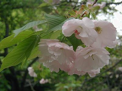 桜の苗【松月（ショウゲツ）桜】　家の庭や玄関に　桜で景色をより美しく　 小さな　美化運動は　桜を育てること