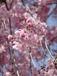 2024年植樹に【八重紅枝垂<strong>桜</strong>】ヤエベニシダレサクラ苗 <strong>桜</strong>苗 さくら しだれ<strong>桜</strong> <strong>苗木</strong> シンボルツリーに 当店おすすめの<strong>桜</strong>　八重紅枝垂れ<strong>桜</strong><strong>苗木</strong>